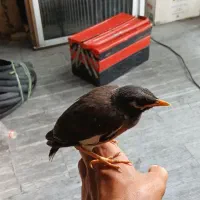 جوجه مینا