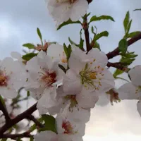 باغ|فروش دفتر صنعتی، کشاورزی، تجاری|کشکسرای, |دیوار