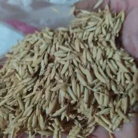 تخم جوی درجه یک هاشمی اصل