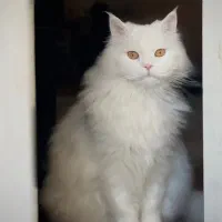 گربه پرشین نر