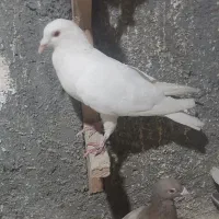 کفتر
