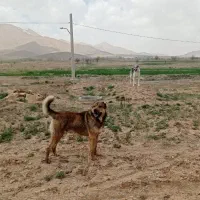 سگ‌گله