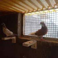 کفتر