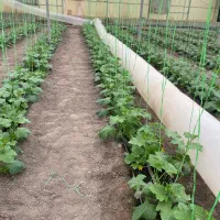 نیرو کارگر گلخانه آقا