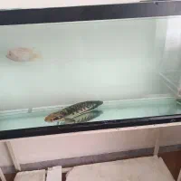 تعدادی آکواریوم با قفسه و ماهی تکی هم میدم