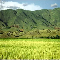 فروش زمین زراعی ملکی جهت ایجاد باغ از اراضی ادگ