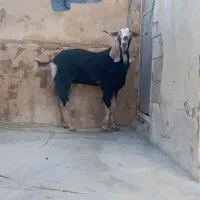 پازن چاق برای کارد