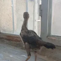 جوجه لاری اصیل و دانگ بالا اوشامو