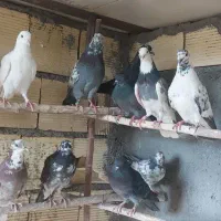 کفتر کبوتر  پرشی