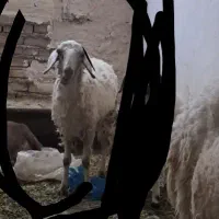 بره ماده ۵ماهه فقت مخصوص قربانی