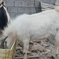 دوعدد نری هم برای گوشتی هم داشتی خورنده