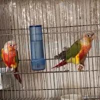 فروش گرینچیک گرینچک مولد