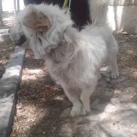 سگ خارجی