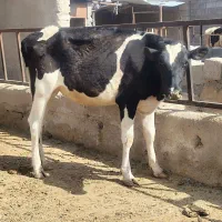 گوساله