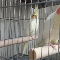 عروس هلندی