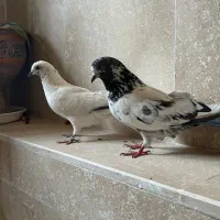 کبوتر روزگاری