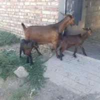 فروش دام
