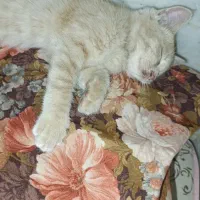 واگذاری گربه