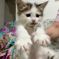 واگذاری گربه dsh