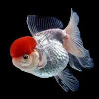 ماهی قرمز عید