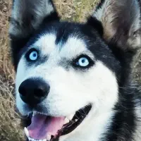 سگ هاسکی هر دو چشم یخی خیلی زیباها