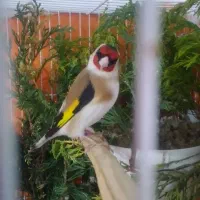 سهر نر وماده