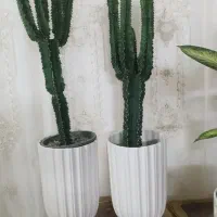 بامبوپتوس کاکتوس غیره