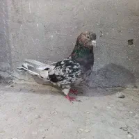 کفتر سرور