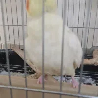 عروس هلندی چشماش شرابی