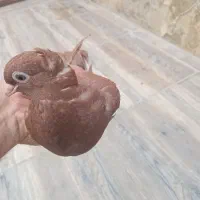 جفت سرخ تازه بالغ شده