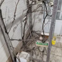 فنچ زبرا گلدین بنگالی کرواتی نرگسی|پرنده|قم, صدوق|دیوار