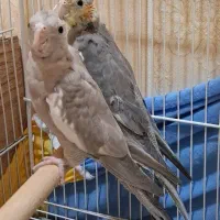 جوجه عروس هلندی وجفت