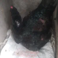 مرغ لاری کرچ