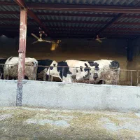 فروش گوساله سیمینتال چاق