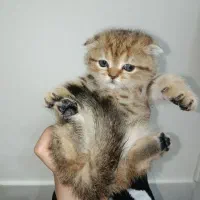 گربه