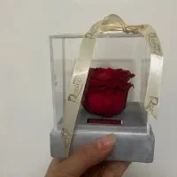 رز جاودان برند روبینا رز