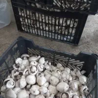 قارچ درجه ۲