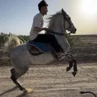اسب کرد