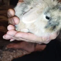 بچه خرگوش خرگوش لوپ .