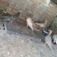 کبوتر رنگی سینه و کله دمبی.