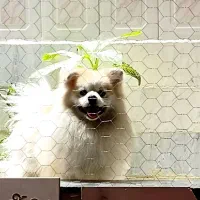 سگ اصیل پامر روباهی خونگی ساکت