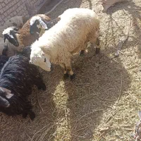 گوسفند فروشی