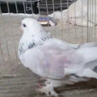 گرگان|پرنده|سرخنکلاته, |دیوار