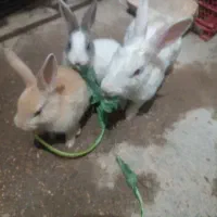 خرگوش