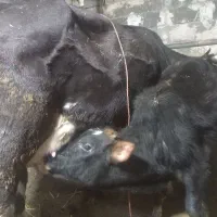 فروش گاو دورگ محلی باگوساله نر شیری