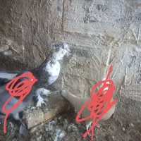 کبوتر|حیوانات|میاندوآب, |دیوار