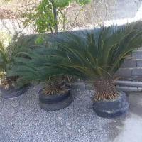 فروش ۳عدد گل سیکاس سرسبزو سرحال