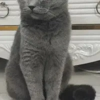 گربه اسکاتیش فولد بلو