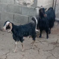 بز کهره .کربال.