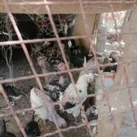 مرغ تخم. گذار وخروس وجوجه مرغ